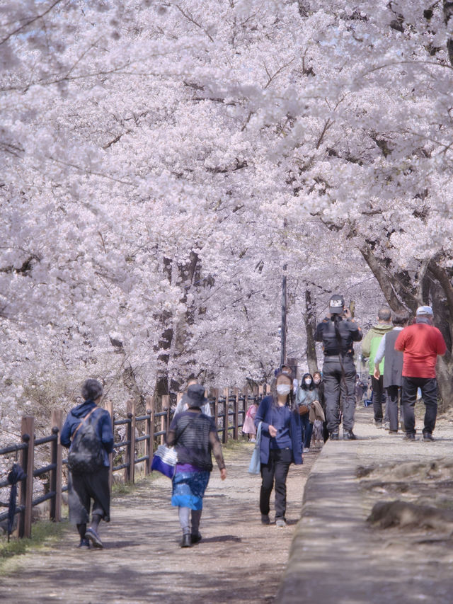 【山梨・桜】混雑回避はココ‼️レトロな雰囲気が出る桜咲くホーム跡🌸※マップ付き