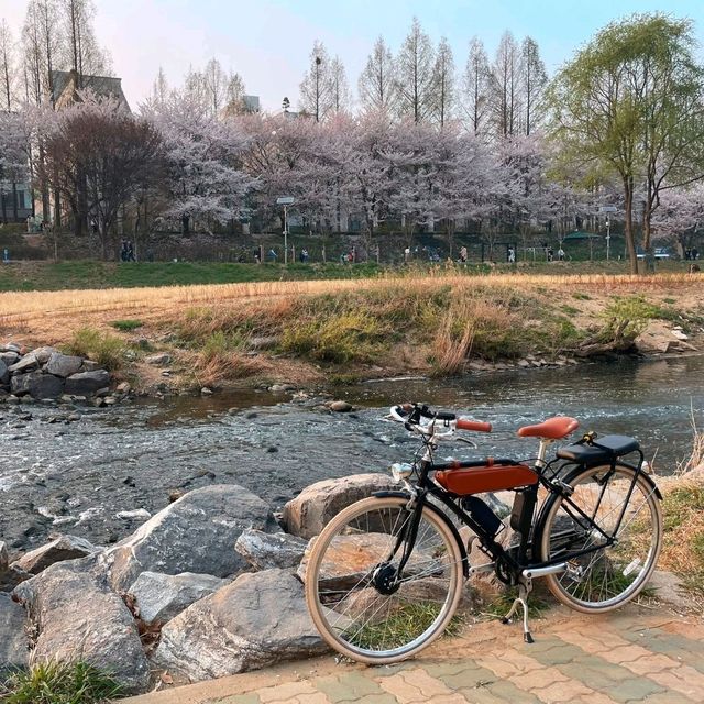 Discovering Seoul's Cherry Blossom Hotspots