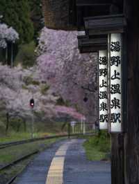 【福島・桜】全国でも希少✨日本の風情感じすぎる桜スポット🌸※周辺観光情報付き