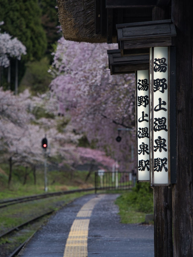 【福島・桜】全国でも希少✨日本の風情感じすぎる桜スポット🌸※周辺観光情報付き