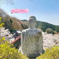 Tsubosaka Dera Temple Cherry 🌸 Blossom