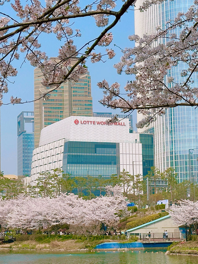 벚꽃하면 잠실 “석촌호수공원“