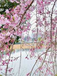 【不忍池/東京都】大きな池と桜の絶景スポット