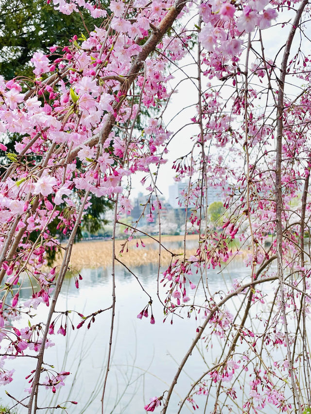 【不忍池/東京都】大きな池と桜の絶景スポット