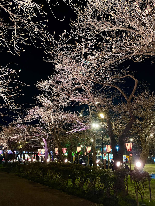 【新潟】一度は行きたい日本三大夜桜の観桜会