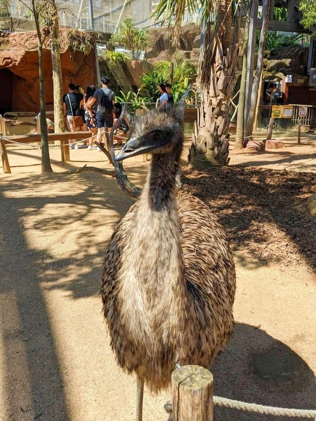 WILD LIFE Sydney Zoo