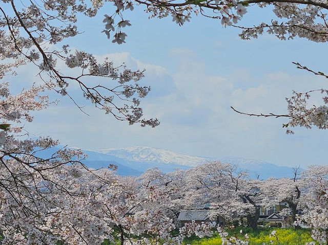 🌸【日本宮城縣】🌸白石川堤櫻花隧道，攝影愛好者和櫻花愛好者的天堂