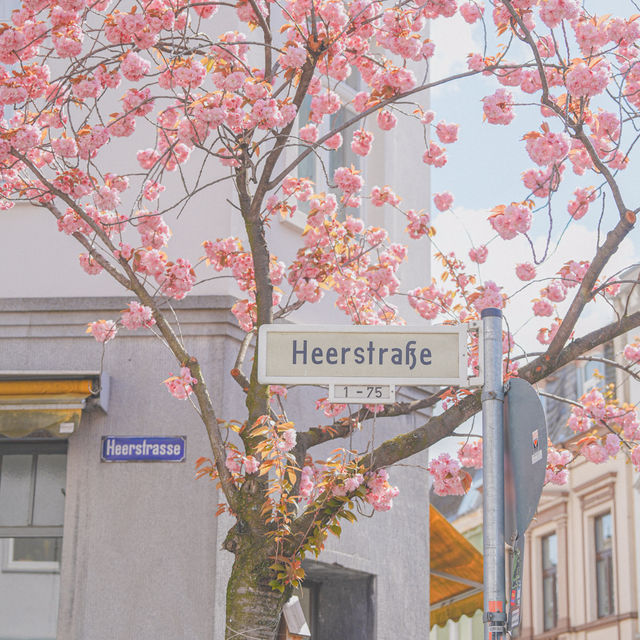 인생벚꽃 🌸 독일 본에서 찾음!