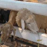 ฟาร์มแกะเพชรบุรี ที่ไม่ได้มีแค่แกะ เดินเพลินมาก