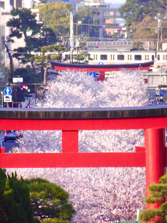 【段葛/神奈川県】約600mの桜のトンネル