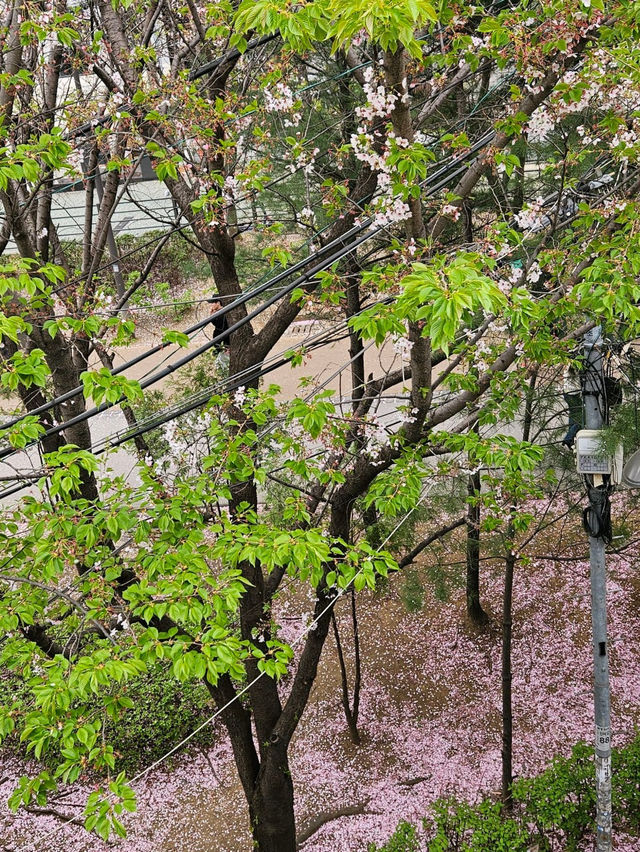 🌺파크사이드 - 공덕 경의선 숲길 카페🍃