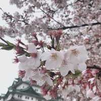 【桜とのコントラストが最高★】名古屋城