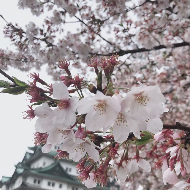 【桜とのコントラストが最高★】名古屋城