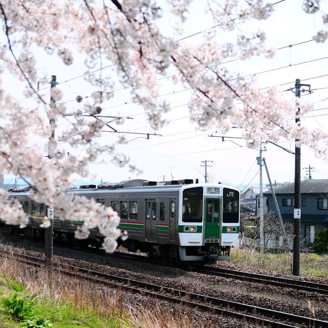 SAKURA HUNTING : SHIROISHI RIVER 