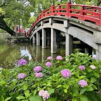 【福岡観光】6月になるとお目見えする花手水