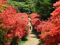 杜鵑花聖地宮城縣德仙丈山