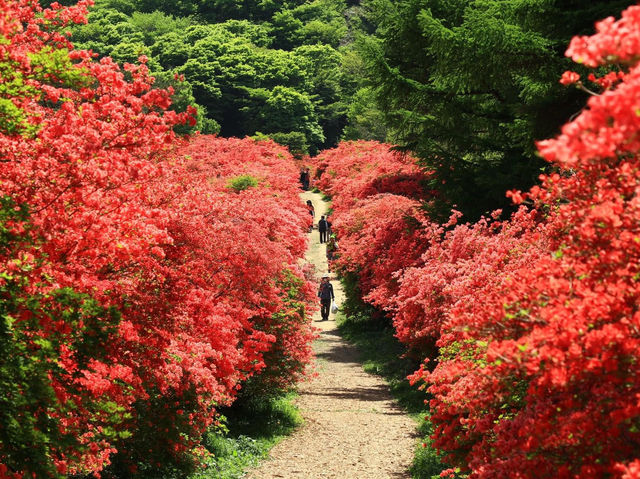 杜鵑花聖地宮城縣德仙丈山