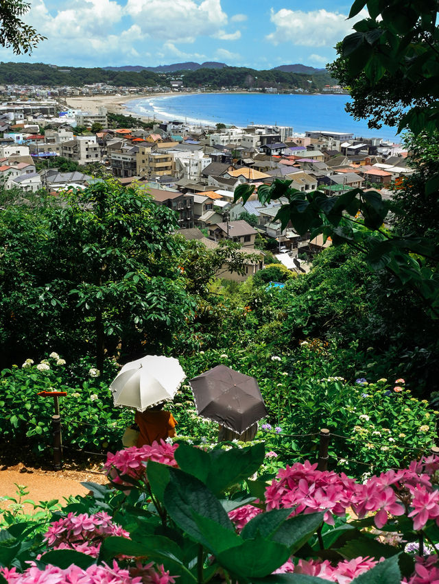 【鎌倉/長谷寺】高台から見る海と紫陽花は天国のよう