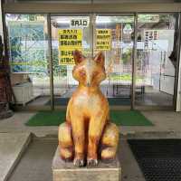 北狐牧場 近距離看望牠們的可愛模樣