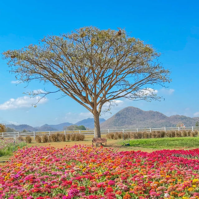 มาขับรถเที่ยว ตะลอนฟาร์มโชคชัย นครราชสีมา
