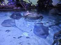 雅加達大型Mall內水族館
