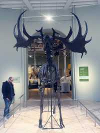 Free Visit to National Museum of Scotland 