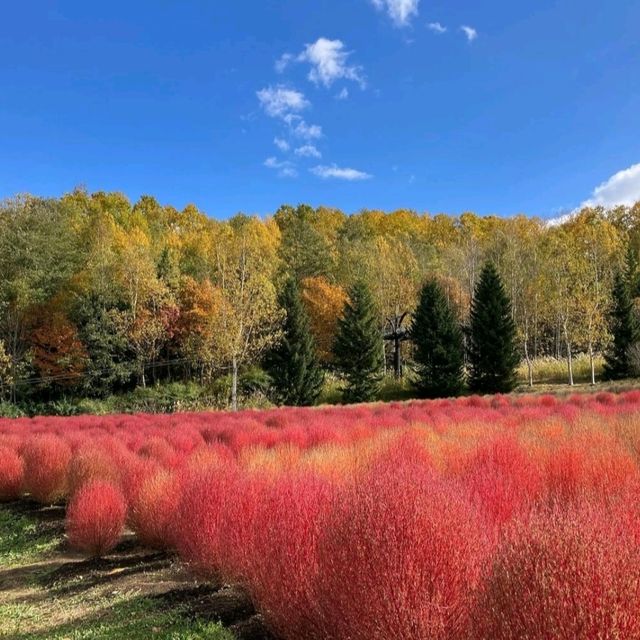 瀧野鈴蘭丘陵公園