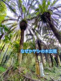 【三重 尾鷲市】不思議な空間すぎる🎋土井竹林🌿✨