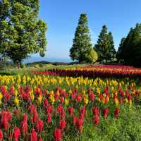 [兵庫県淡路市] 入場無料のお花畑！