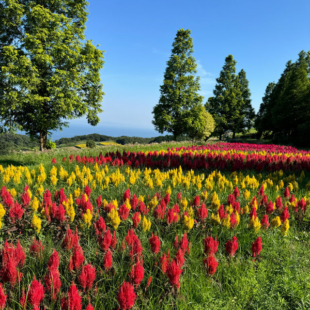 [兵庫県淡路市] 入場無料のお花畑！