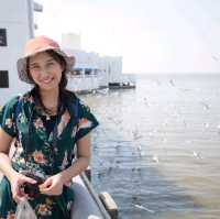 นกนางนวลบางปู