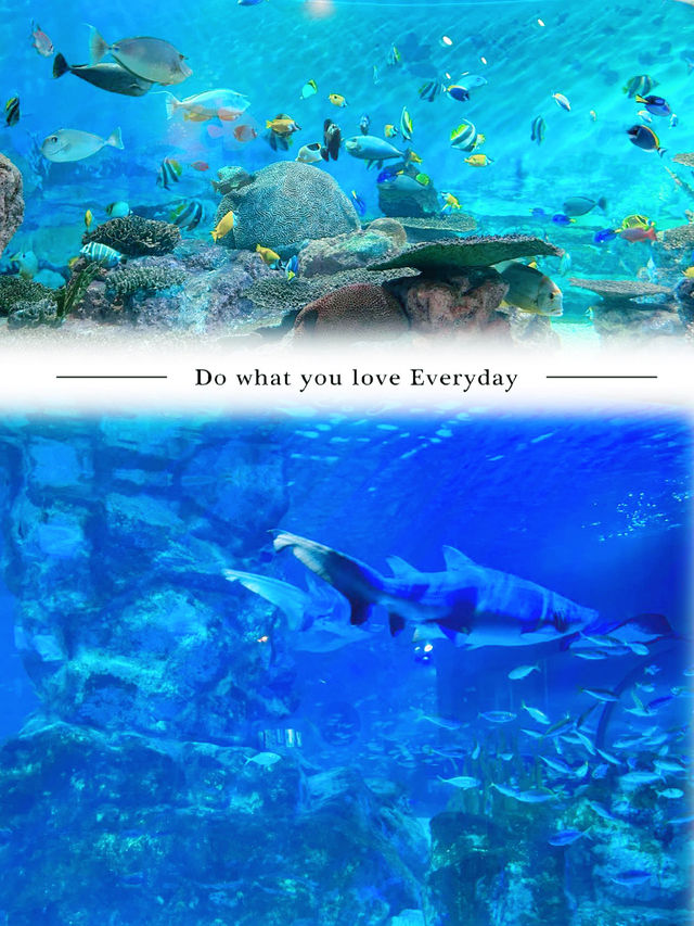 首爾COEX水族館：落雨時的最佳選擇