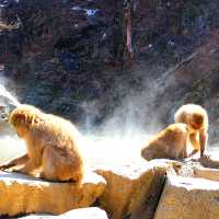 長野景點｜冬季到長野看野生獼猴泡溫泉—長野地獄谷野猿公苑