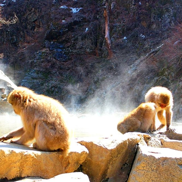 長野景點｜冬季到長野看野生獼猴泡溫泉—長野地獄谷野猿公苑