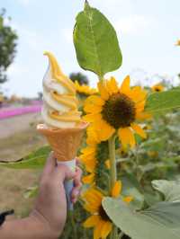 【🌻】入園料無料✨ソレイユの丘！🎡🐄