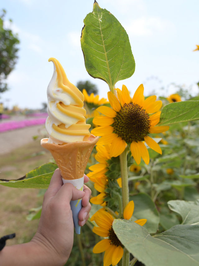 【🌻】入園料無料✨ソレイユの丘！🎡🐄