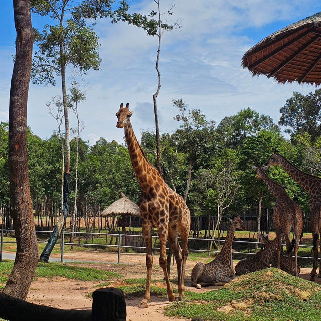 Up Close and Personal at Vinpearl Safari Phu Quoc