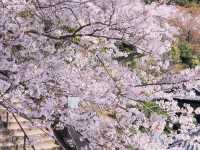 藥王寺櫻花