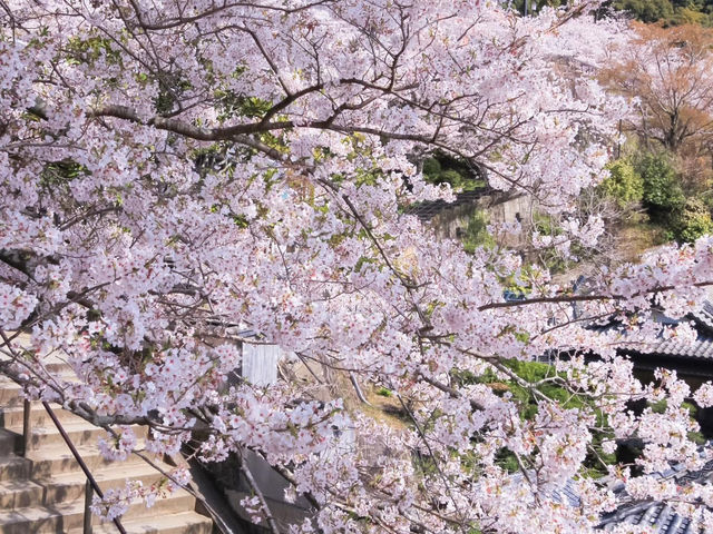 藥王寺櫻花