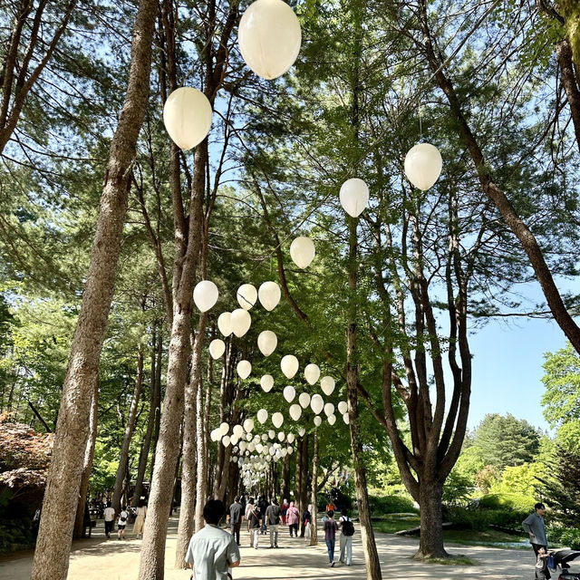 Nami Island: Where Every Angle Is Insta-Gold