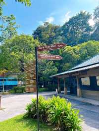 Save the Elephants at Kuala Gandah National Elephant Conservation Centre
