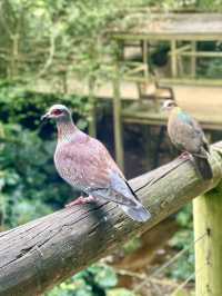 A Hidden Paradise: Birds of Eden, South Africa 🦜