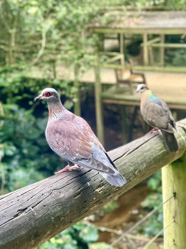 A Hidden Paradise: Birds of Eden, South Africa 🦜