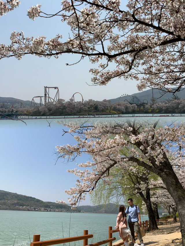 A Romantic Spring Escape: The Perfect Couple's Travel Experience in Gyeongju