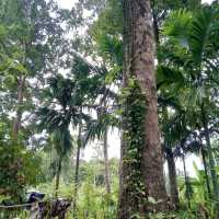 ต้นไม้ยักษ์บ้านสะนำ🌳
