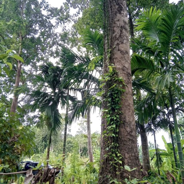 ต้นไม้ยักษ์บ้านสะนำ🌳