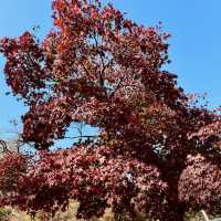 Autumn Splendor at Changdeokgung Palace