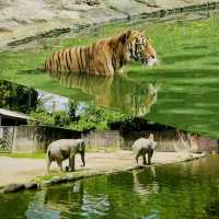 馬來西亞動物園🦛🐘🦘🦒🦛🦏🦓🐅