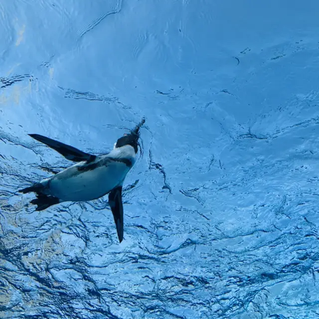 Sunshine City: Sky Penguins