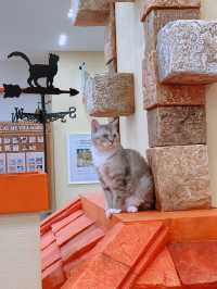 명동 😻🎶고양이 카페, 루프캣미